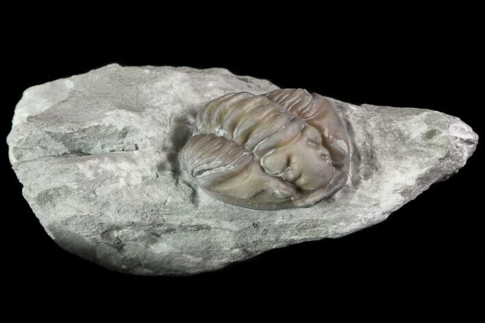 Wide, Enrolled Flexicalymene Trilobite In Shale - Ohio #67971
